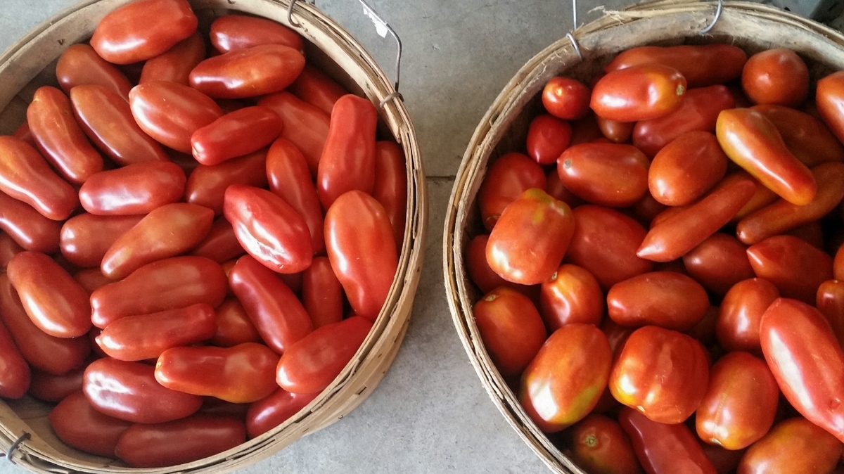 Ontario Grown San Marzano Tomatoes